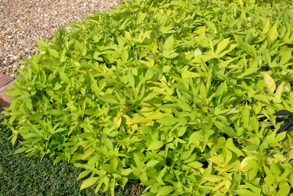 Photo of Ipomoea batatas - 'Goldfinger' Form:Jim Robbins