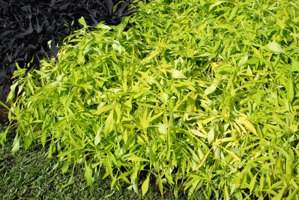 Photo of Ipomoea batatas - 'Illusion Emerald Lace' Form:Jim Robbins