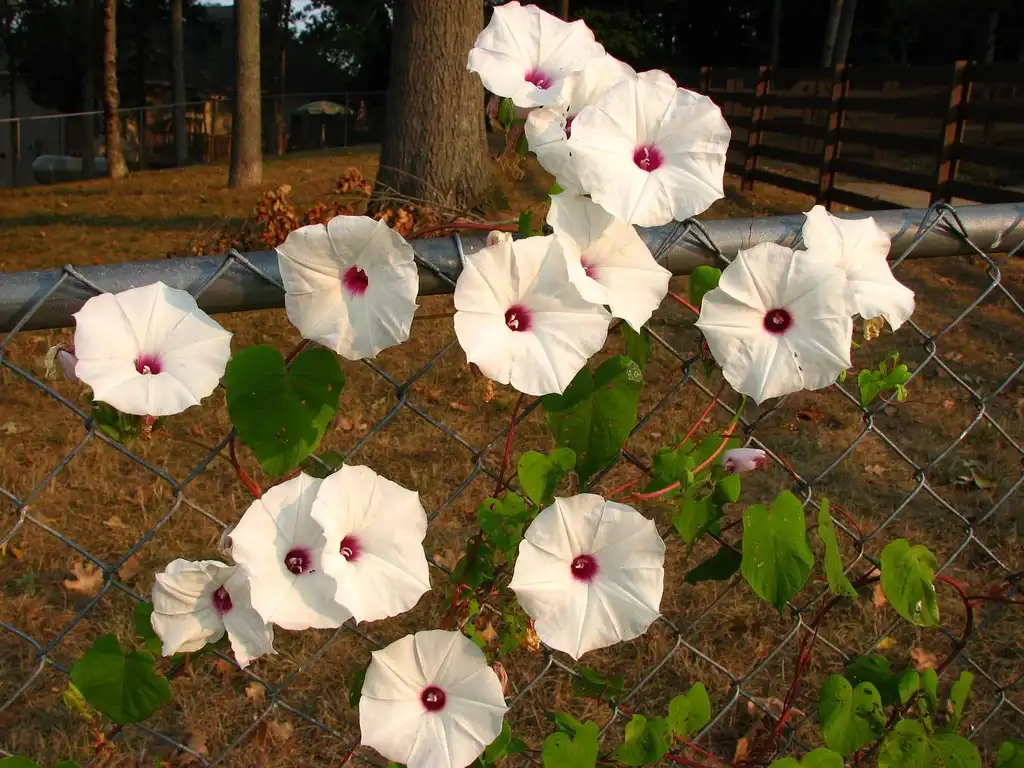 Photo of Ipomoea pandurata (Ipomoea panduratas)
