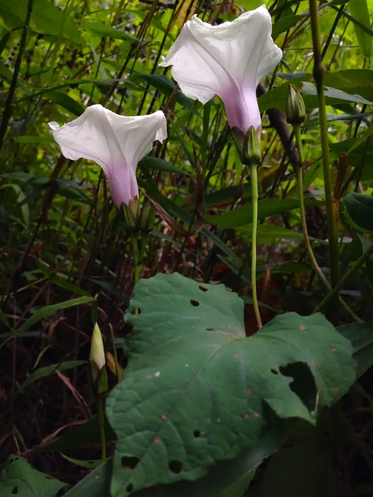 Photo of Ipomoea pandurata (Ipomoea panduratas)