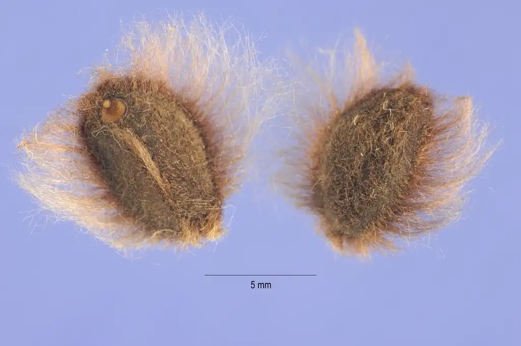 Photo of Ipomoea pandurata - Seeds:Steve Hurst (under US Department of Agriculture)