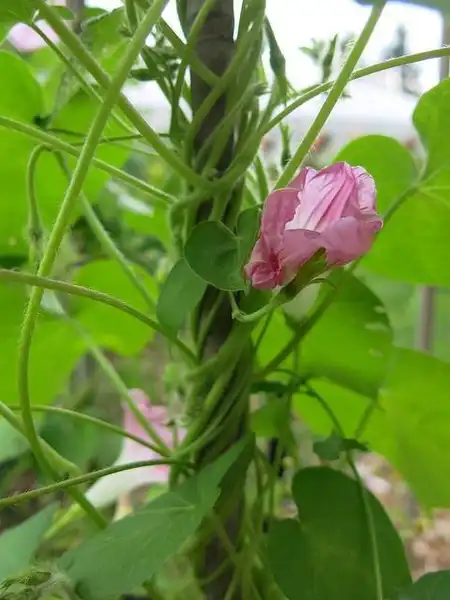 Foto de Ipomoea purpurea (Ipomoea purpureas)