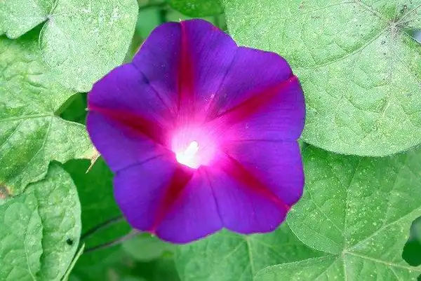 Foto de Ipomoea purpurea (Ipomoea purpureas)
