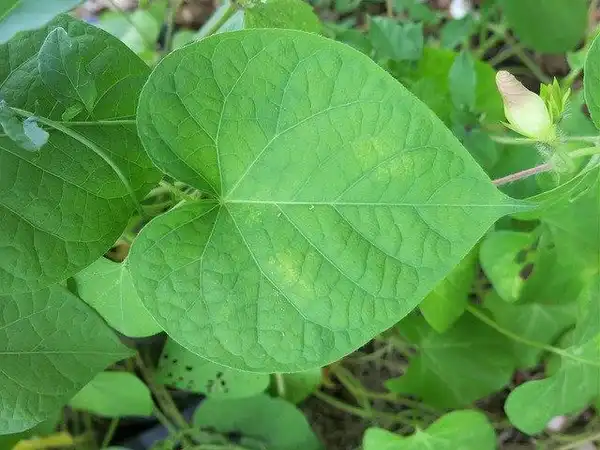 Foto de Ipomoea purpurea - Leaf detail:NY State IPM at Cornell University
