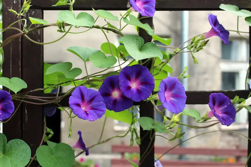 Foto de Ipomoea purpurea - Flowers: