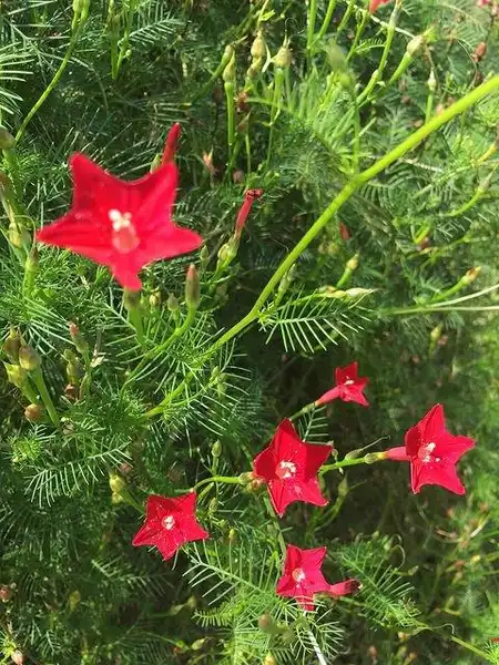Photo of Ipomoea quamoclit (Ipomoea quamoclits)