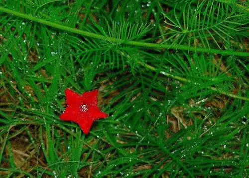 Photo of Ipomoea quamoclit (Ipomoea quamoclits)