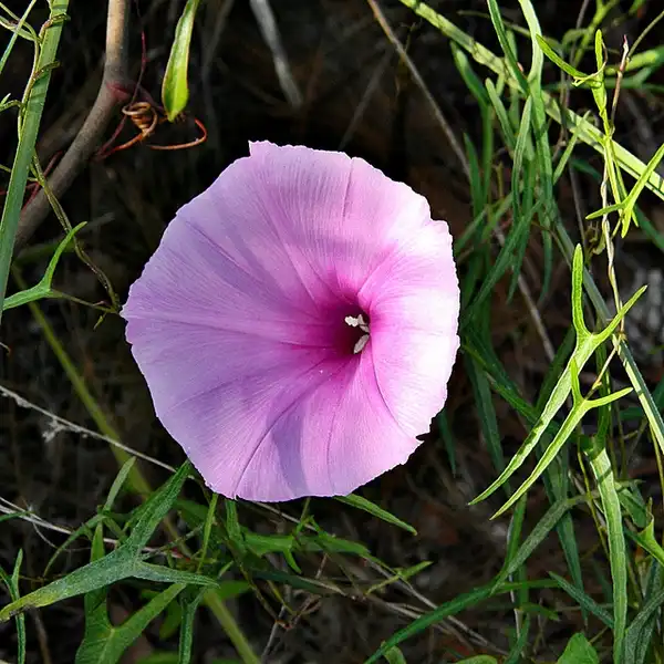 Photo of Ipomoea sagittata (Ipomoea sagittatas)