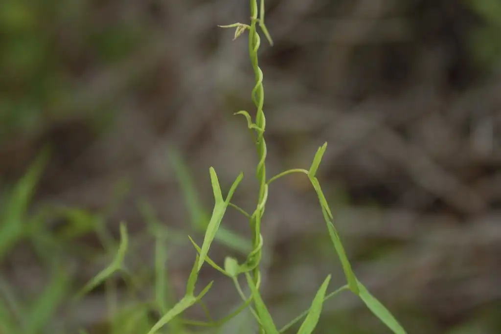 Photo of Ipomoea sagittata (Ipomoea sagittatas)