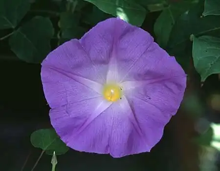 Photo of Ipomoea tricolor (Ipomoea tricolors)