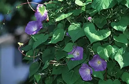 Photo of Ipomoea tricolor (Ipomoea tricolors)