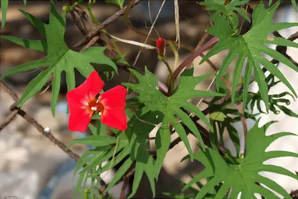 Foto de Ipomoea x multifida (Ipomoea x multifidas)
