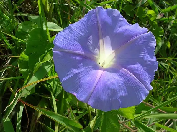 Foto de Ipomoea (Ipomoeas)