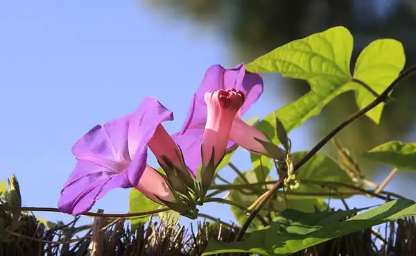 Foto de Ipomoea (Ipomoeas)