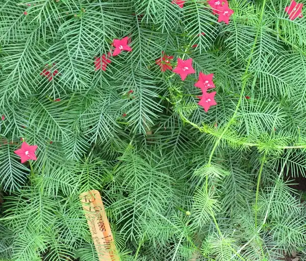 Foto de Ipomoea - Ipomoea quamoclit aka Cypress vine:Photo by Jackie O