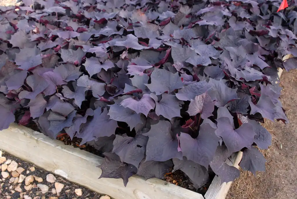 Foto de Ipomoea - Ipomoea 'Sweet Caroline Bewitched' Form:Jim Robbins