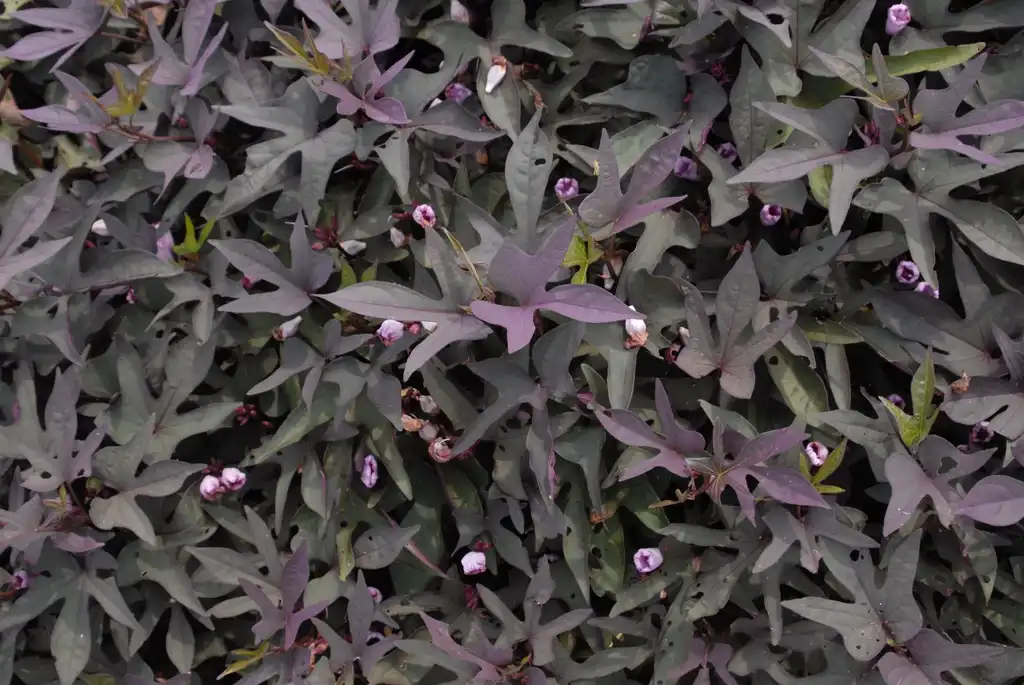 Foto de Ipomoea - 'Red Fox' Leaves:Jim Robbins