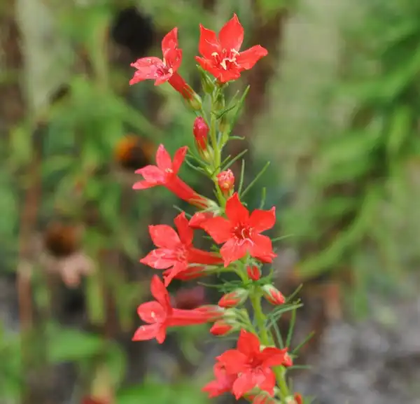 Фото Ipomopsis rubra (Ipomopsis rubras)