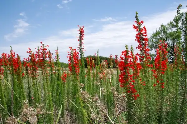 Фото Ipomopsis rubra (Ipomopsis rubras)