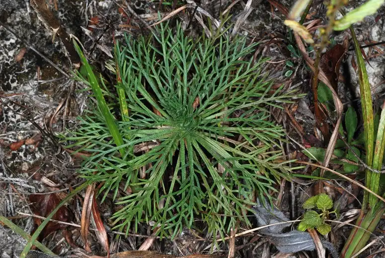 Фото Ipomopsis rubra - (Epes, AL)-Mid Fall:Douglas Goldman, USDA