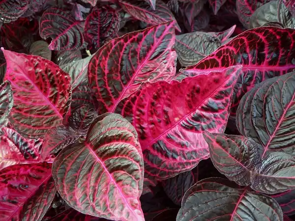Фото Iresine diffusa f. herbstii - Close up of leaves:sad_poikilotherm