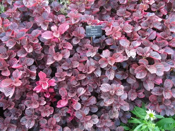 Фото Iresine diffusa f. herbstii - Iresine herbstii 'Brilliantissima':Leonora (Ellie) Enking