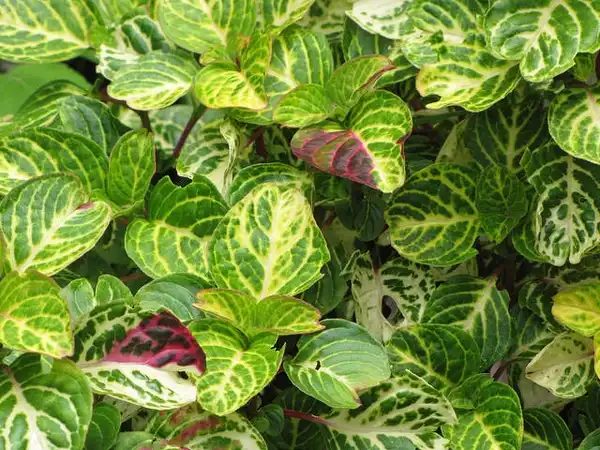 Фото Iresine diffusa f. herbstii - Green leaves:Forest and Kim Starr