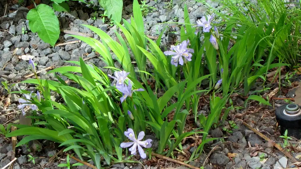 Foto de Iris cristata (Iris cristatas)