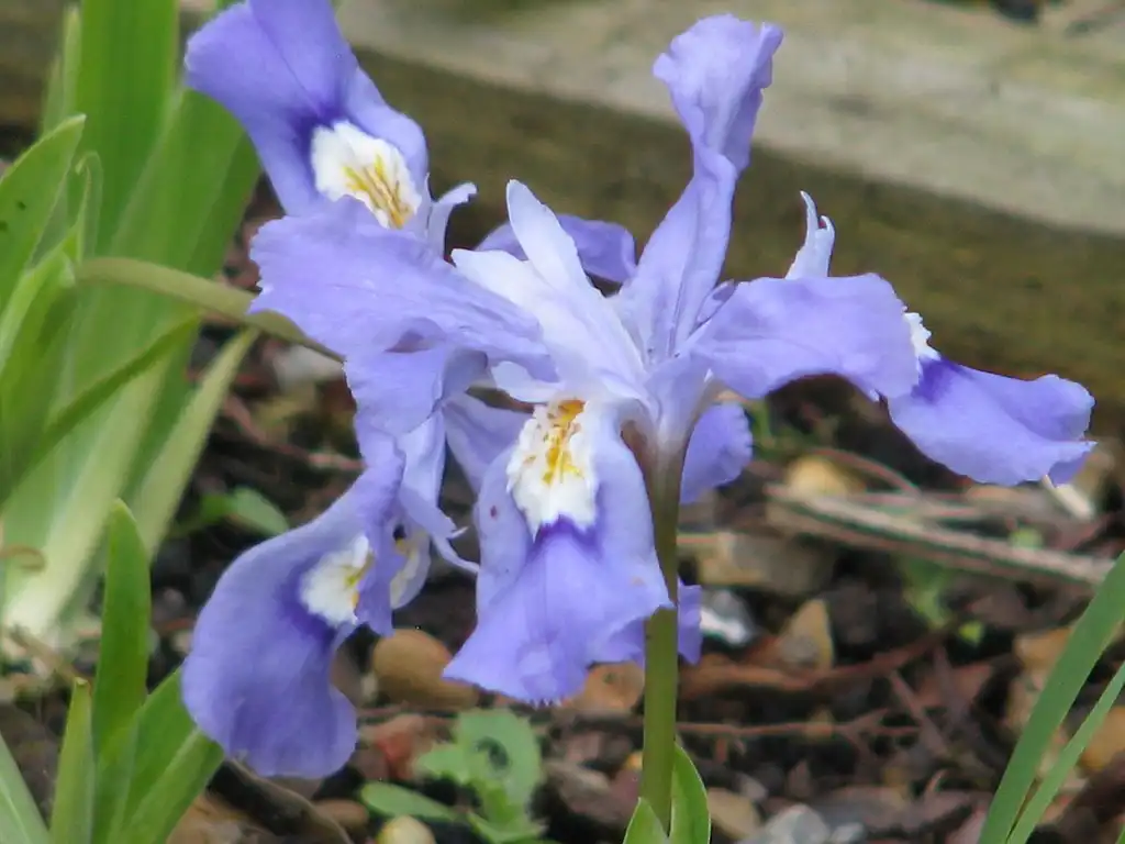 Foto de Iris cristata (Iris cristatas)
