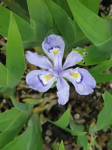 Foto de Iris cristata - Flower:peganum