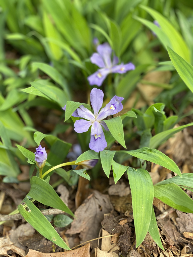 Foto de Iris cristata - Flower Close-up (Davidson County,NC)-April:Kathy Sill