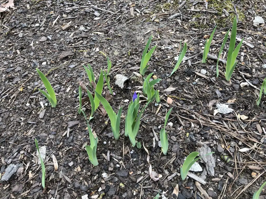 Foto de Iris cristata - Leaves Close-Up (Durham County,NC):Andrea Laine