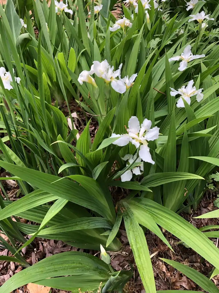 Foto de Iris cristata - Form Close-up (Wake County, NC):Cathy Dewitt