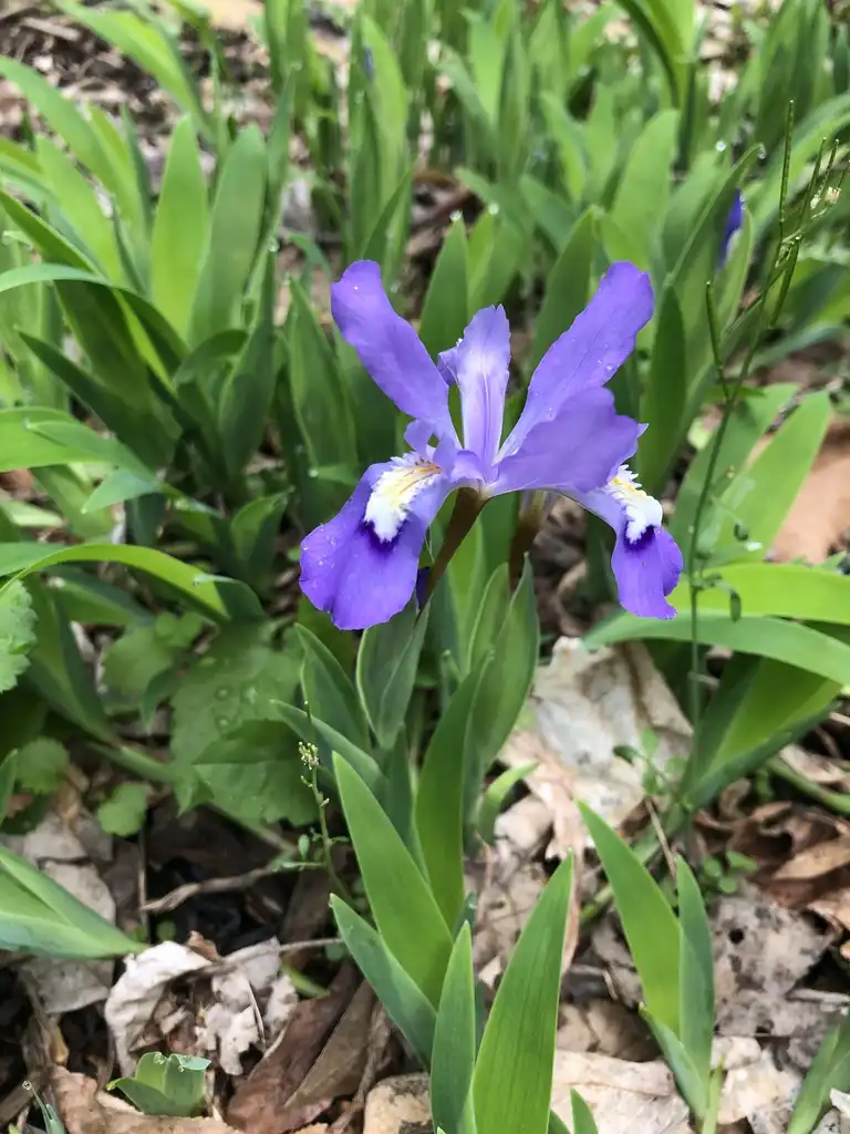 Foto de Iris cristata - Flower Close-up (Haywood County, NC)-Spring:Patty Felder