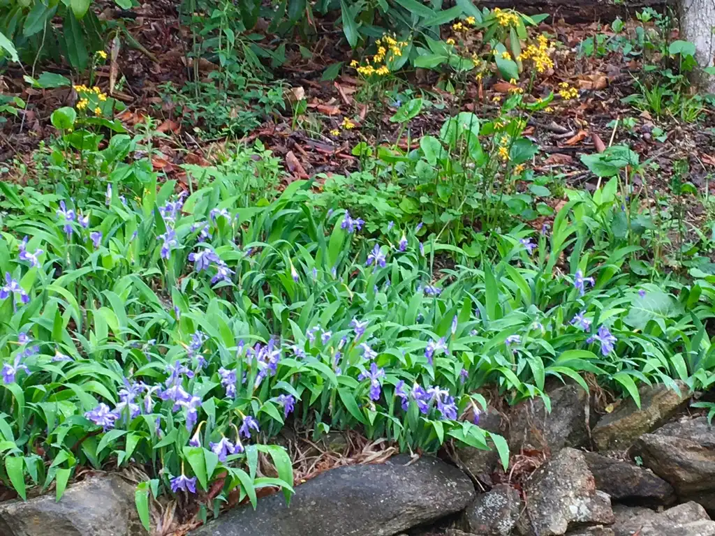 Foto de Iris cristata - Full Form (Haywood County,NC)-Spring:Patty Felder