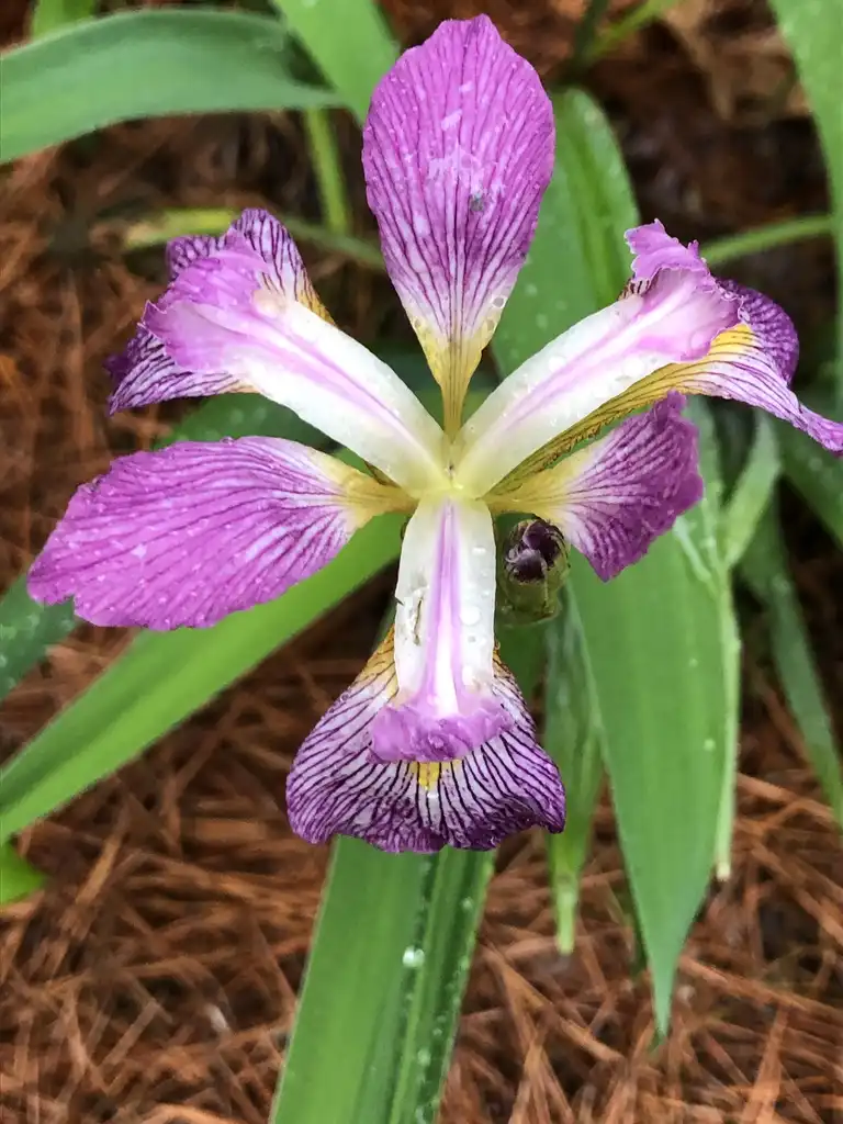 Foto de Iris cristata - Flower Close-up (Warren County, NC):Cathy Dewitt