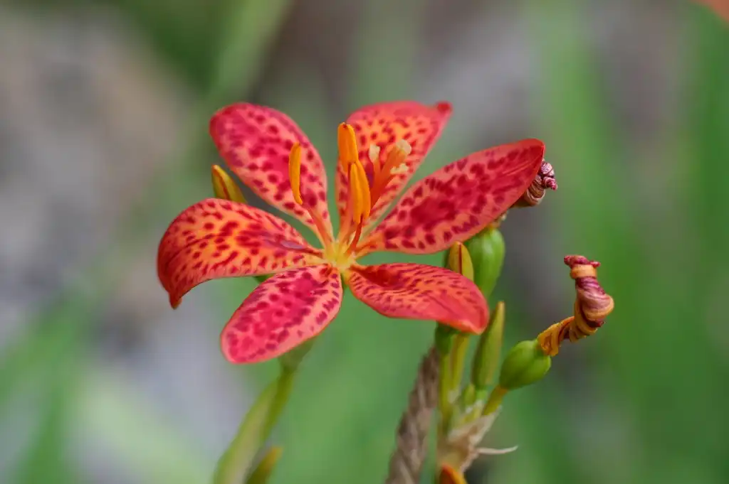 Photo of Iris domestica (Iris domesticas)