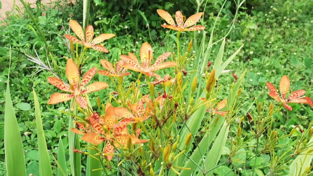 Photo of Iris domestica (Iris domesticas)
