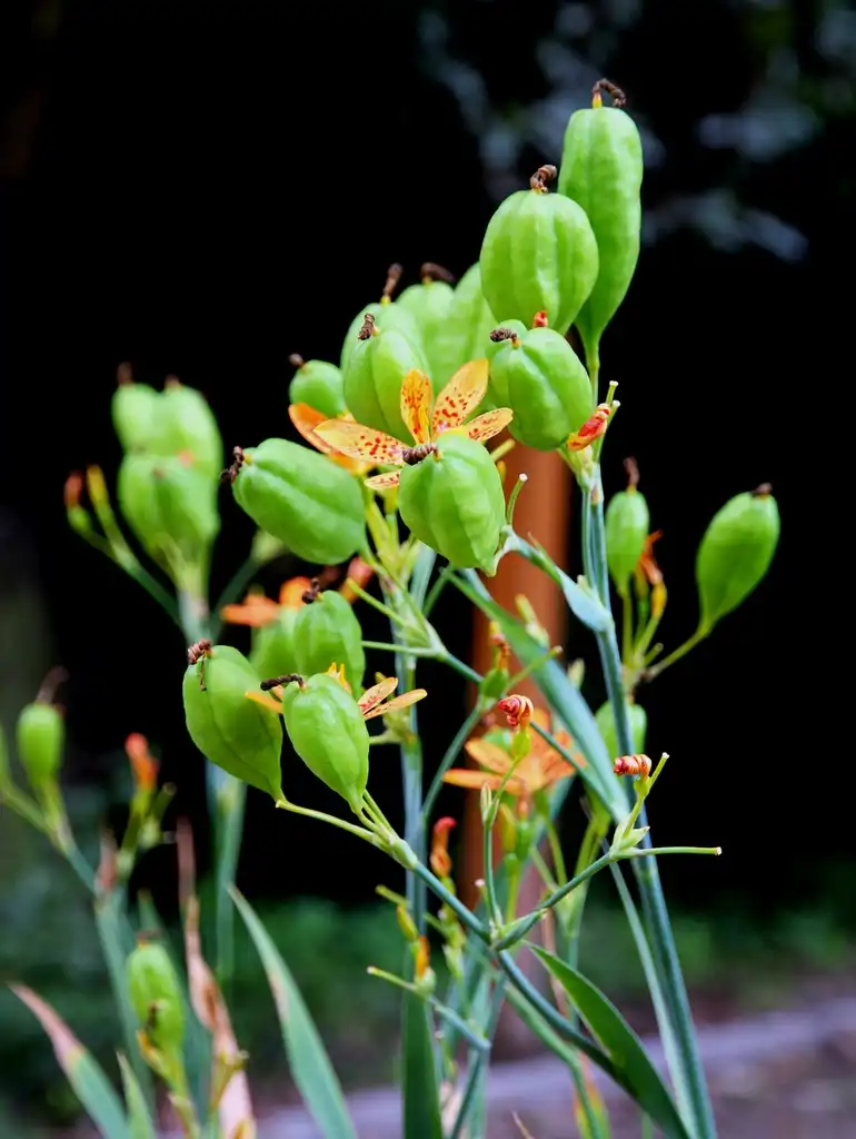 Photo of Iris domestica - Immature fruits:Karelj
