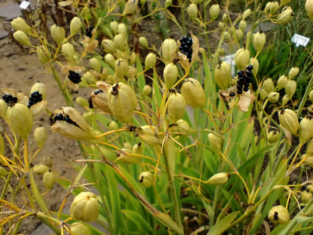 Photo of Iris domestica - Fruits opening: