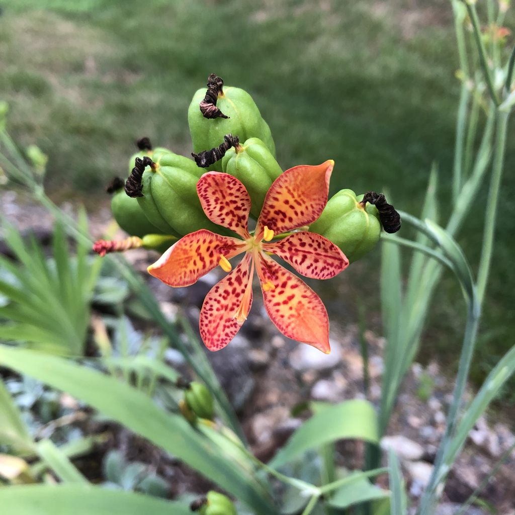 Photo of Iris domestica - Flower Close-up (Durham County, NC)-Late Summer:Andrea Laine