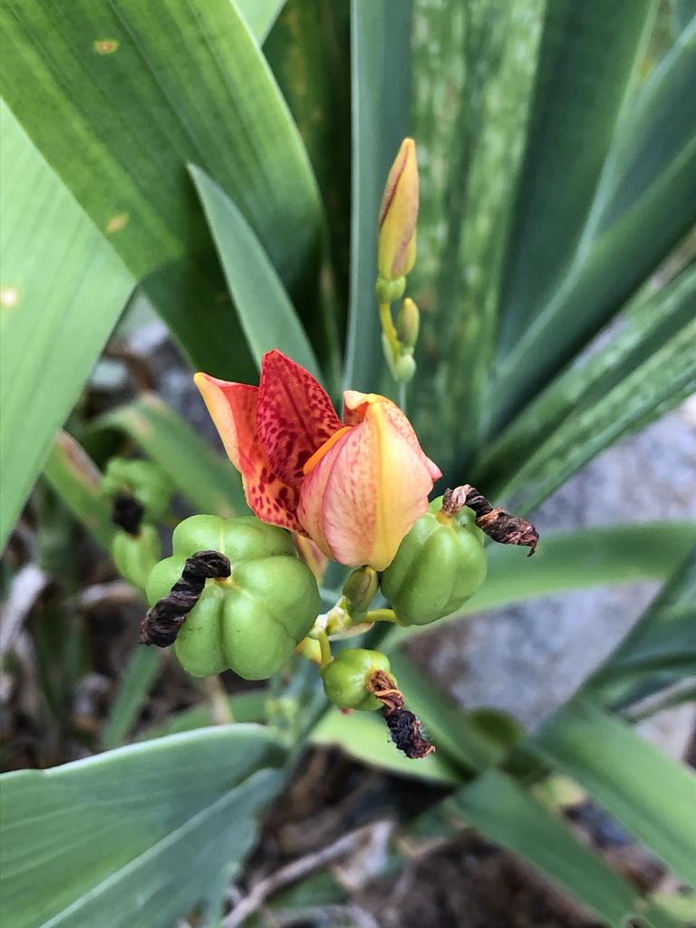 Photo of Iris domestica - Flower opening (Durham County,NC)-Late Summer:Andrea Laine