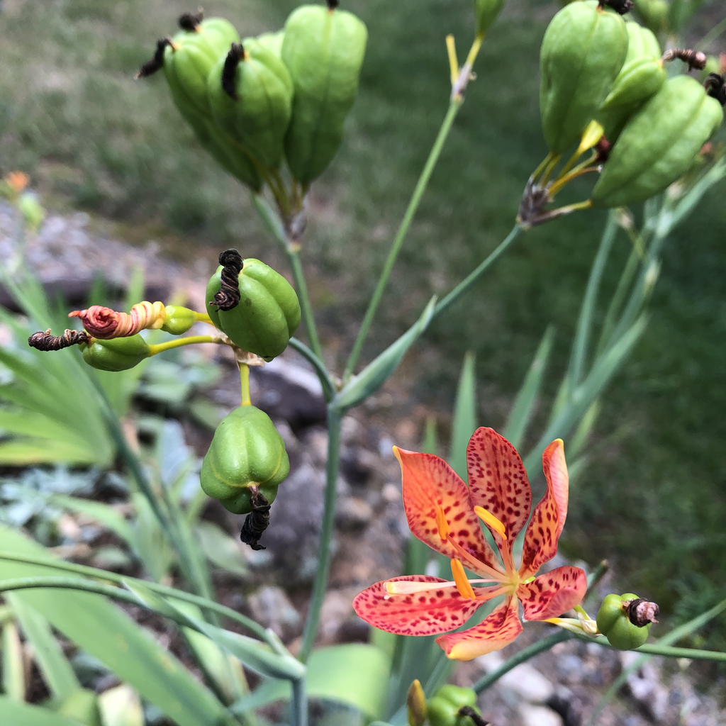 Photo of Iris domestica - Flower stamen (Durham County,NC)-Late Summer:Andrea Laine