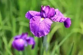 Фото Iris ensata (Iris ensatas)