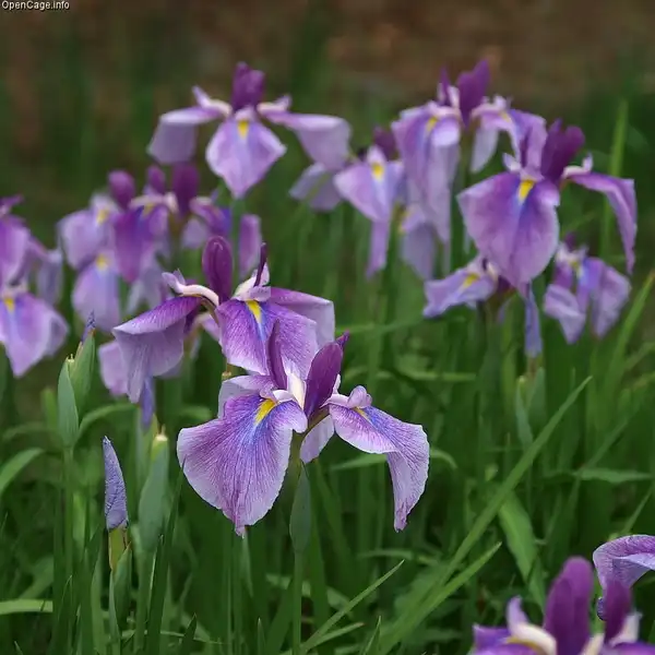 Фото Iris ensata (Iris ensatas)