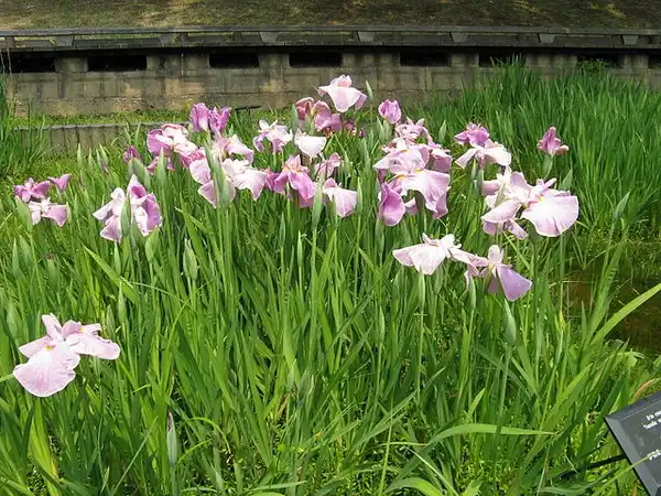 Фото Iris ensata - Iris ensata 'Sanda No Otome':KENPEI