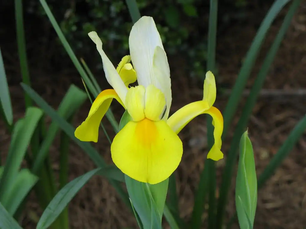 Фото Iris ensata - Yellow Bloom (Charlotte, NC):Stacy Hodes