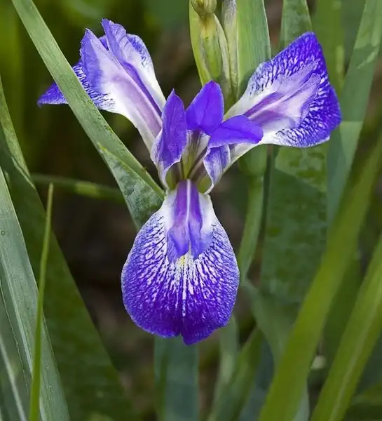 Фото Iris hexagona (Iris hexagonas)