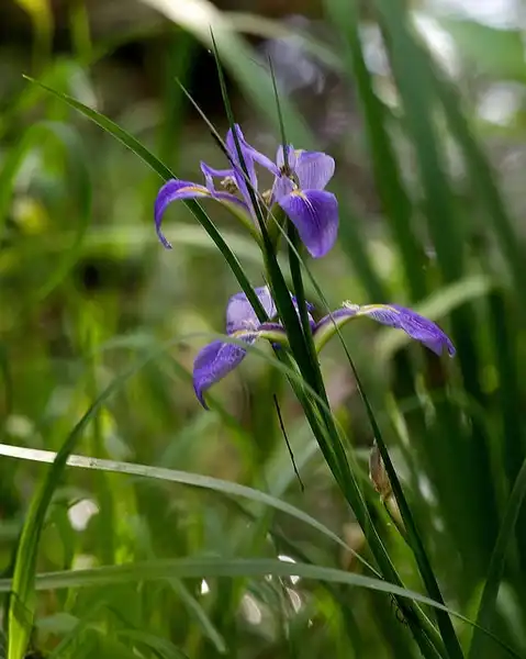 Фото Iris hexagona (Iris hexagonas)
