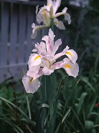 Photo of Iris jacquinii (Iris jacquiniis)